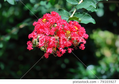 Shines in the blue sky in midsummer 79103927