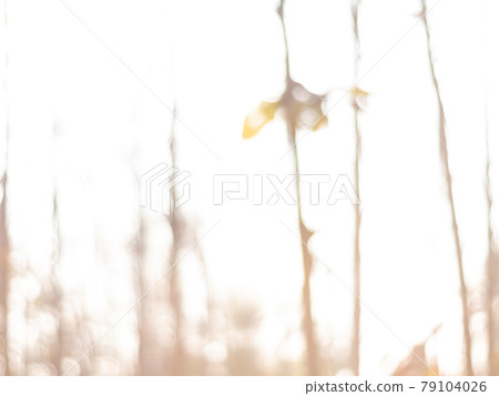 The background image was created by photographing the drought and overgrown teak plantation in the morning light, sunrise in summer 79104026