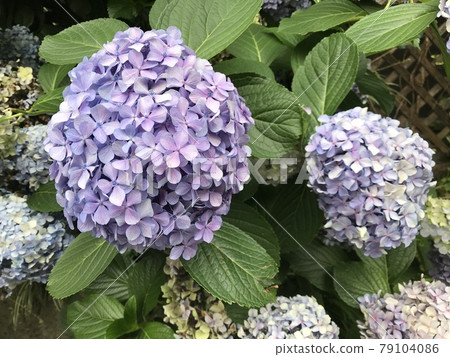 Purple hydrangea flowers blooming outdoors 79104086