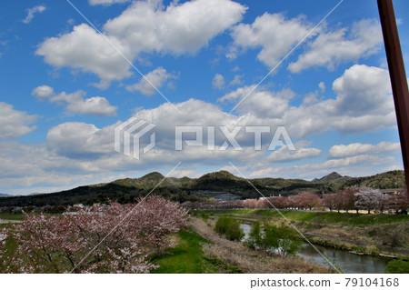 從三田市鴯鶓橋眺望向川和櫻花走廊。背景是山脈，左邊是金皮拉山，右邊是城丘。 79104168