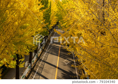 [Tenri City, Nara Prefecture] Evening on a tree-lined avenue with colored leaves 79104340