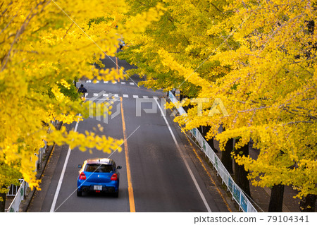 [Tenri City, Nara Prefecture] Evening on a tree-lined avenue with colored leaves 79104341