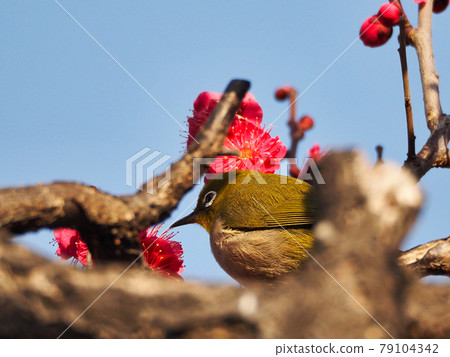 Plum and Japanese white-eye (Japanese white-eye) 79104342