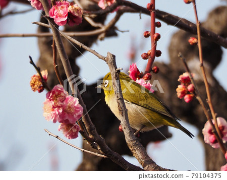 Plum and Japanese white-eye (Japanese white-eye) Plum and Japanese white-eye (Japanese white-eye) 79104375