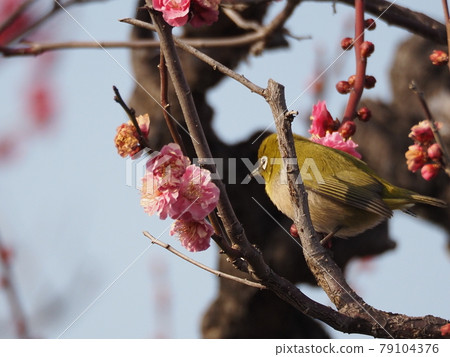 Plum and Japanese white-eye (Japanese white-eye) Plum and Japanese white-eye (Japanese white-eye) 79104376
