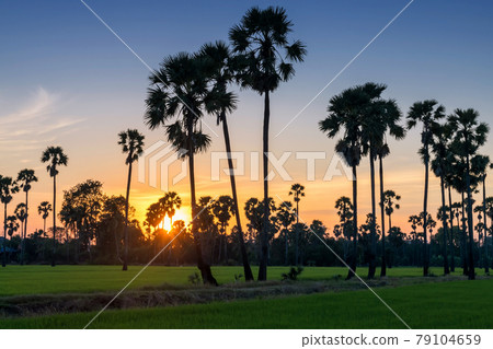 Sugar palm tree and rice farm at sunset 79104659