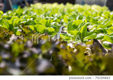 hydroponic Brassica chinensis vegetable farm 79104663