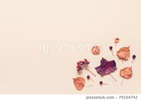 Autumn pastel background made of leaves, berries and cones. Autumn pastel background made of leaves, berries and cones. 79104742