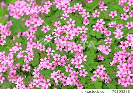 盛開的粉紅色酢漿草花 盛開的粉紅色酢漿草花 79105258