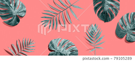Tropical palm leaves from above Tropical palm leaves from above 79105289