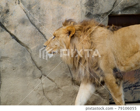Lion profile Lion profile 79106055