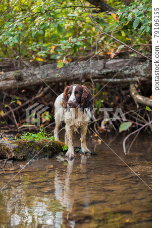 A dog cooling down in a stream on a hike in the summer heat 79106155