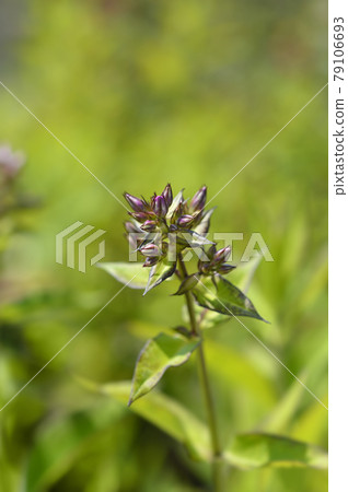 Perennial phlox Perennial phlox 79106693