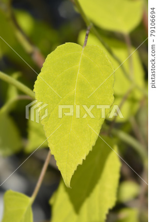 Smooth hydrangea Annabelle Smooth hydrangea Annabelle 79106694