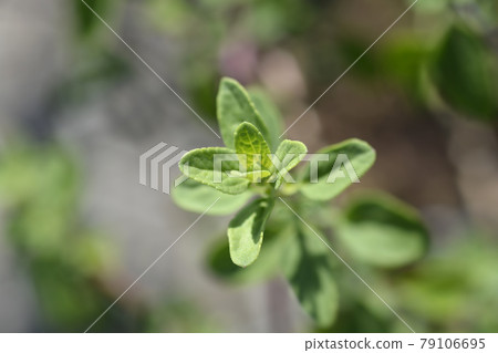 Baby sage Red Velvet Baby sage Red Velvet 79106695