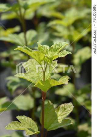 Guelder rose 79106696