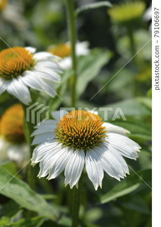 White coneflower Alba White coneflower Alba 79106697