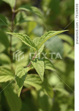 Deutzia Mont Rose Deutzia Mont Rose 79106698