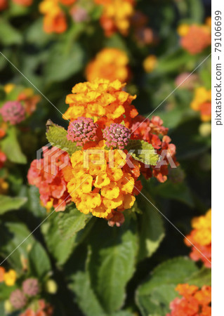 Shrub verbena flower 79106699