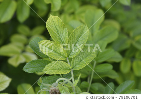 Rugosa rose Rugosa rose 79106701