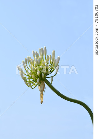 African Lily Amourette White African Lily Amourette White 79106702