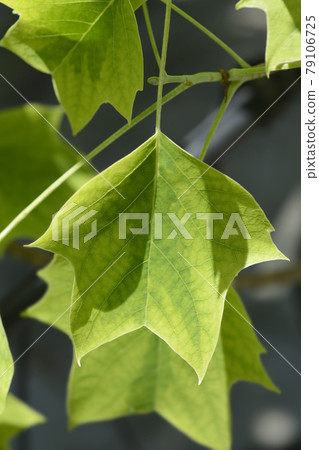 Tulip tree Aureomarginatum Tulip tree Aureomarginatum 79106725