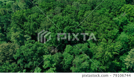 Aerial view from the vertical of a dense deciduous forest Aerial view from the vertical of a dense deciduous forest 79106744