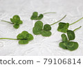 在花邊織品安置的愉快的四葉草 79106814