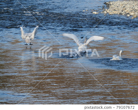 天鵝登陸水 79107672