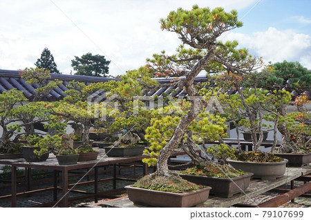 Bonsai Fukushima Prefecture Aizuwakamatsu City Japan Bonsai Fukushima Prefecture Aizuwakamatsu City Japan 79107699