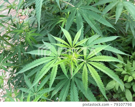在南亞自然生長且生長旺盛的野生大麻植物第 1 部分 79107798