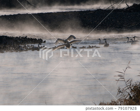 Swan: Play in the morning haze 79107928