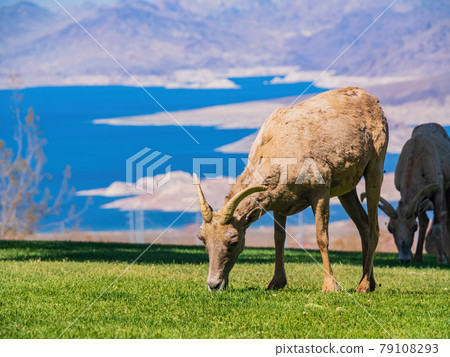 Many big horn sheep at Hemenway Park 79108293