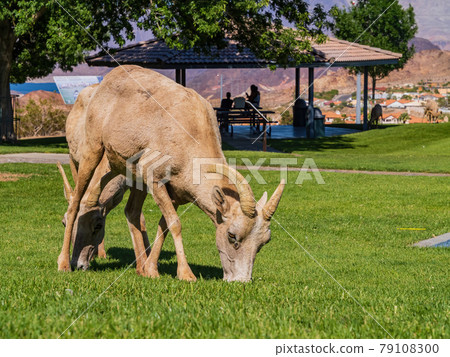 Many big horn sheep at Hemenway Park 79108300