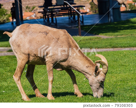 Many big horn sheep at Hemenway Park 79108303