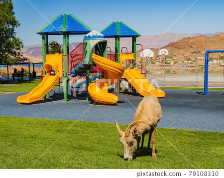Many big horn sheep at Hemenway Park 79108310