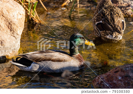 Close up shot of domestic duck 79108380