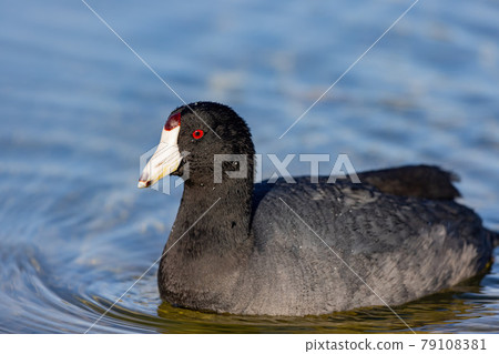 Close up shot of Eurasian coot swimming in the lake 79108381