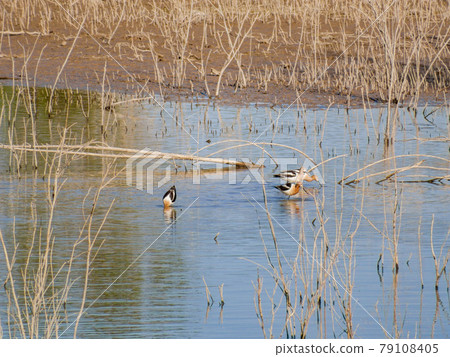 Close up shot of a cute American avocet 79108405