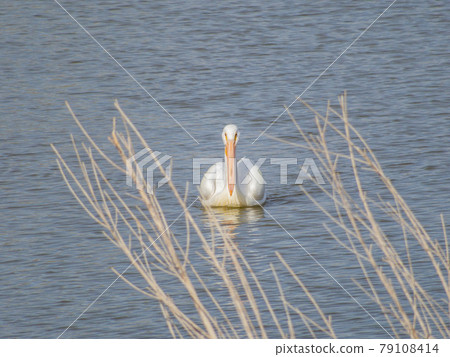 Close up shot of cute Pelican swimming Close up shot of cute Pelican swimming 79108414