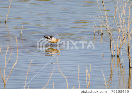 Close up shot of a cute American avocet 79108459