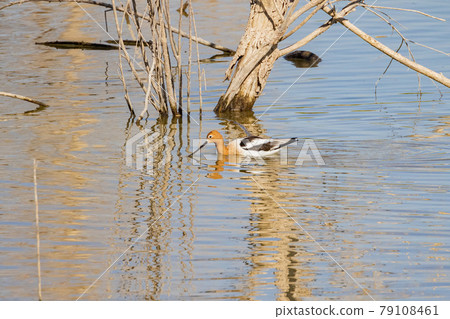 Close up shot of a cute American avocet Close up shot of a cute American avocet 79108461