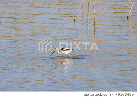 Close up shot of a cute American avocet Close up shot of a cute American avocet 79108499