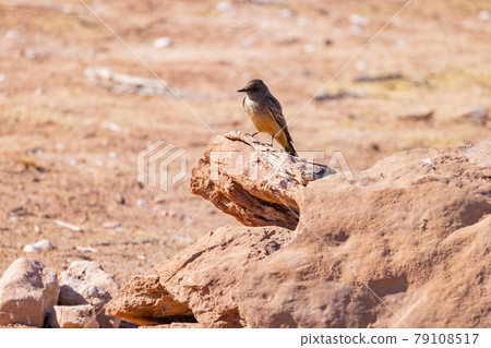 Close up shot of a beautiful Say's phoebe Close up shot of a beautiful Say's phoebe 79108517