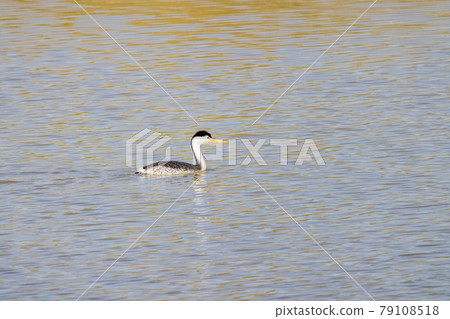 Close up shot of cute Clark's grebe swimming 79108518