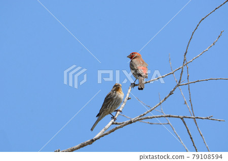 Two house finch birds or Haemorhous mexicanus perched on bare tree branches against blue sky showing the color variation in species Two house finch birds or Haemorhous mexicanus perched on bare tree branches against blue sky showing the color variation in species 79108594