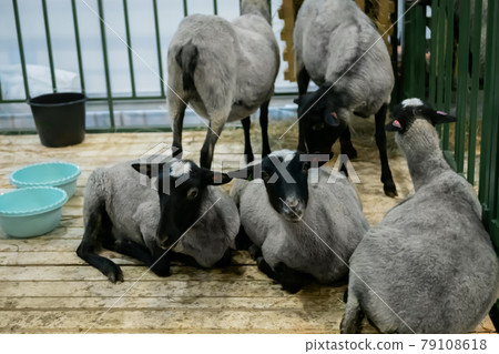 Flock of Romanov sheep at animal exhibition, trade show Flock of Romanov sheep at animal exhibition, trade show 79108618