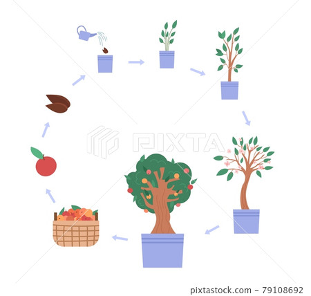 Cycle of growth apple tree from sprout seed to harvest from plant with fruits. 79108692