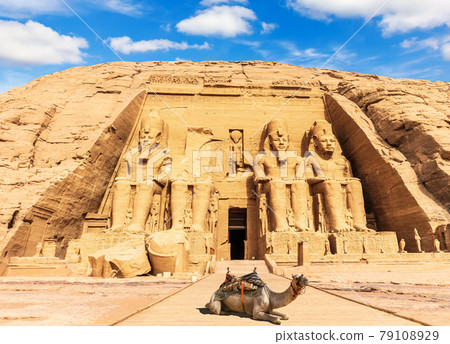 A camel near the Great Temple at Abu Simbel, Egypt 79108929