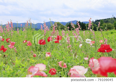 Aoyama Resort Chamomile and lavender in full bloom Aoyama Resort Chamomile and lavender in full bloom 79109045